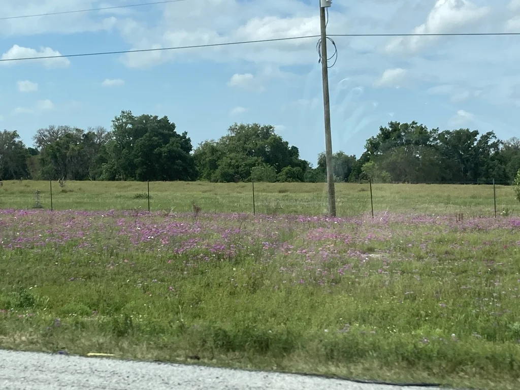 Phlox drummondii