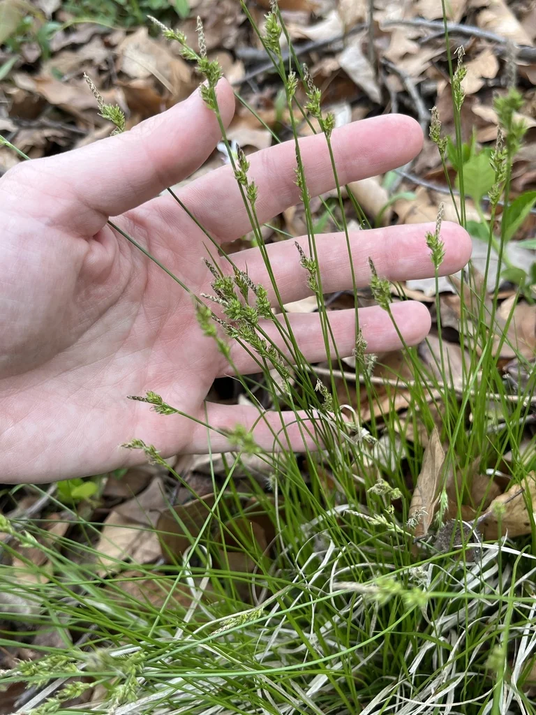 Carex Albicans