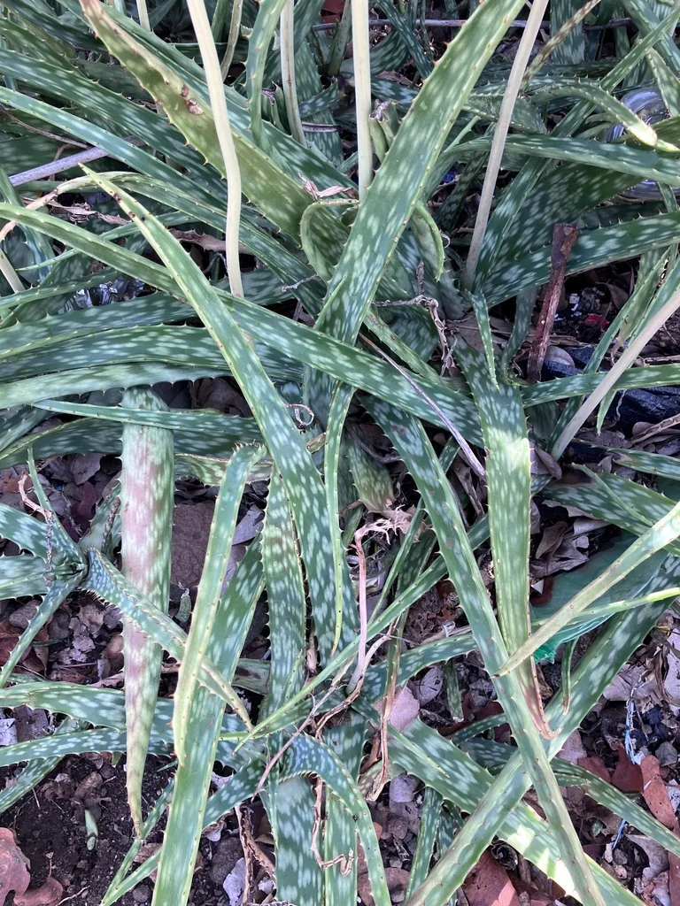 Aloe Zebrina