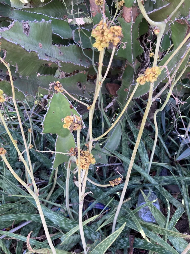 Aloe Zebrina