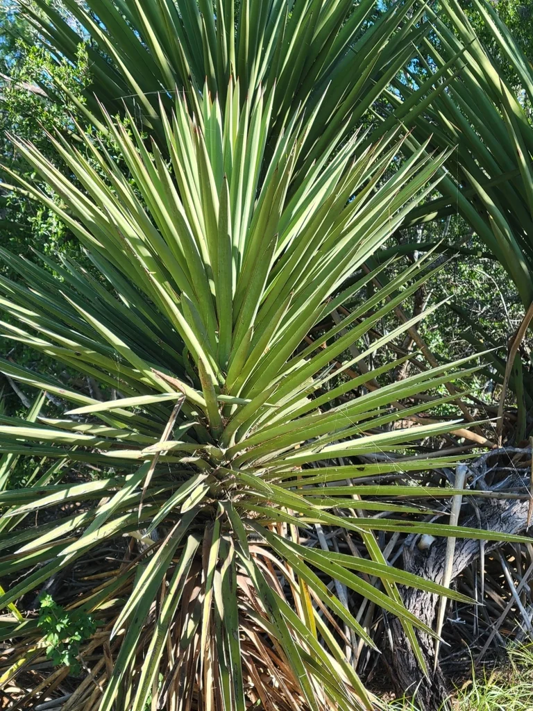 Yucca Treculiana