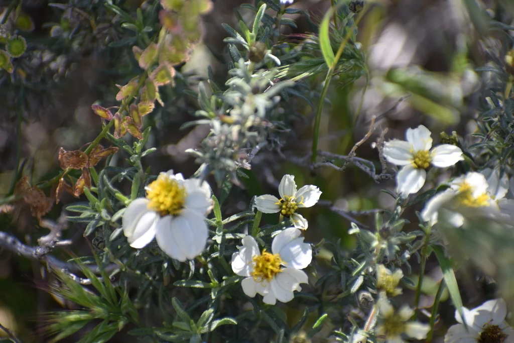 Zinnia Acerosa