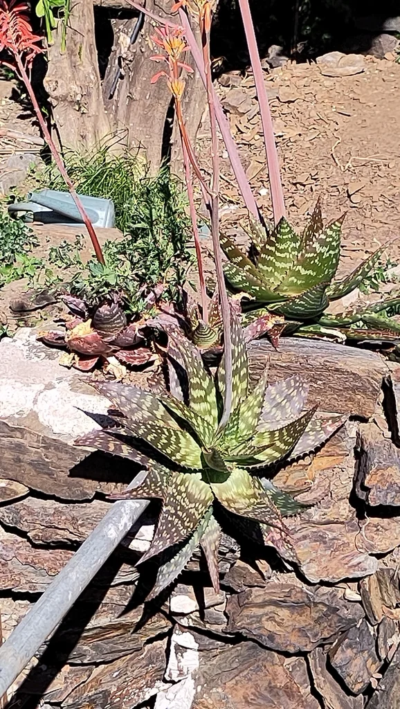 Aloe Saponaria