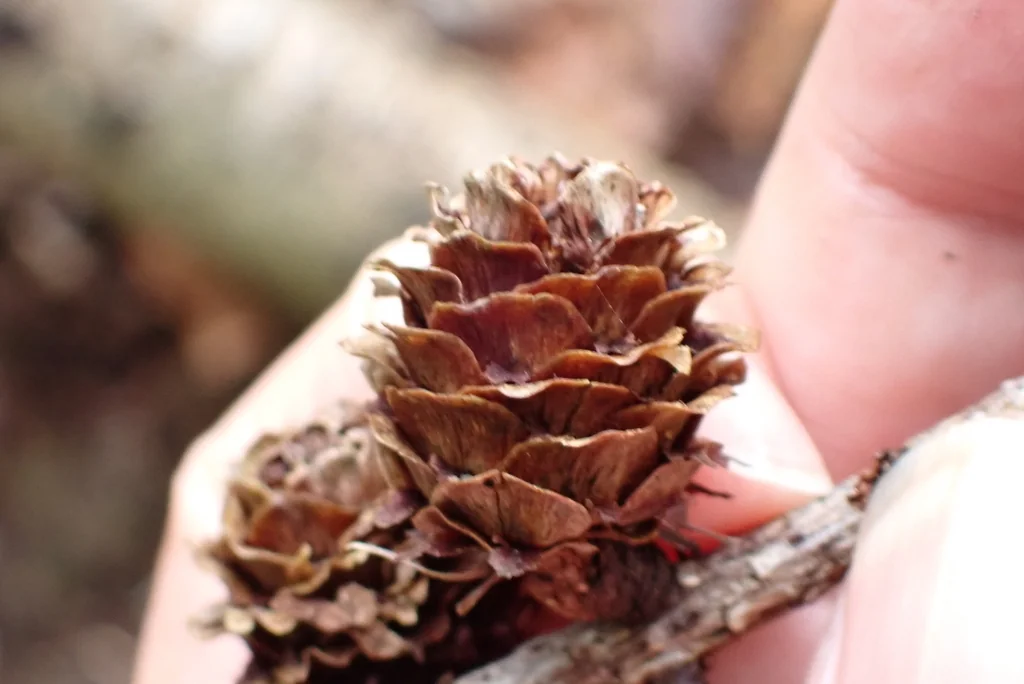 Larix Kaempferi