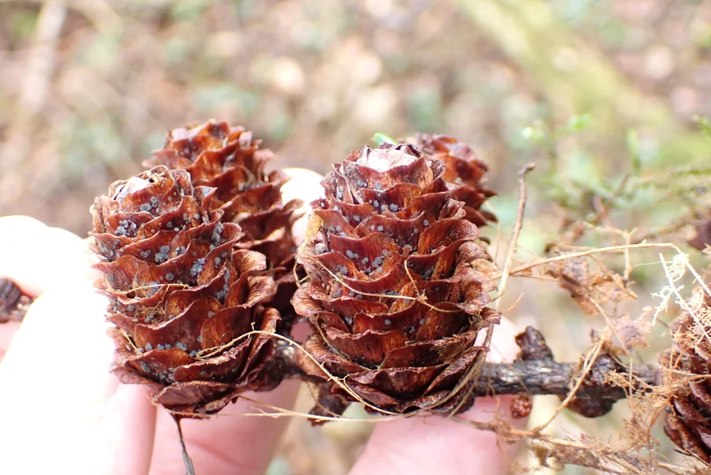 Larix Kaempferi
