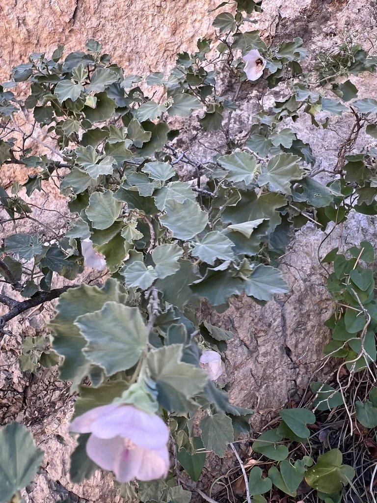 Lavatera Maritima