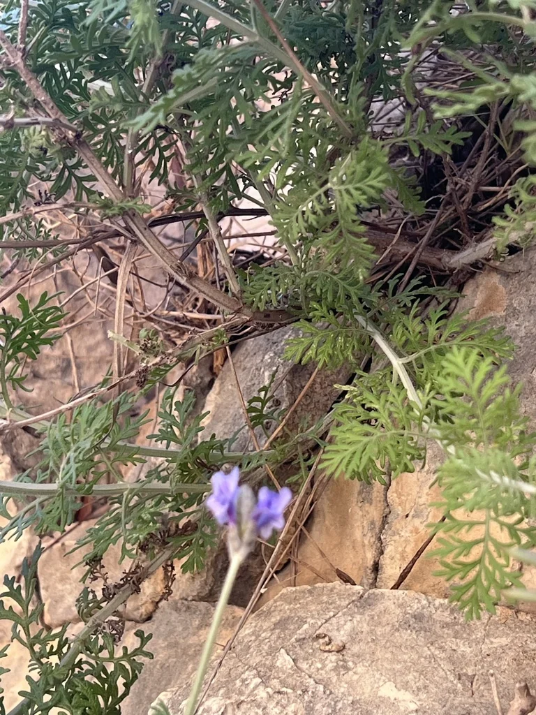 Lavandula Multifida
