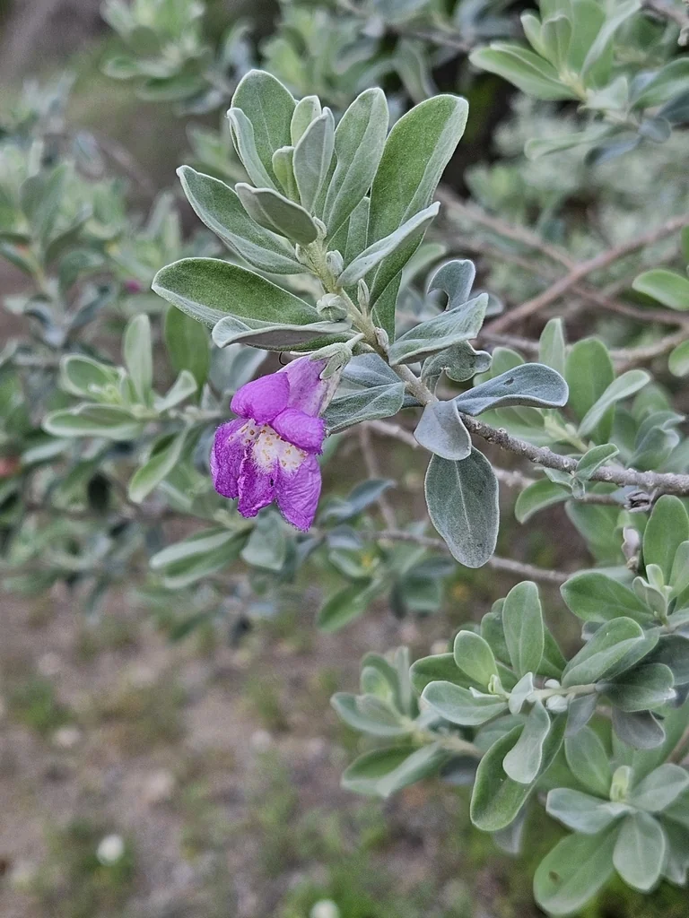 Leucophyllum Frutescens