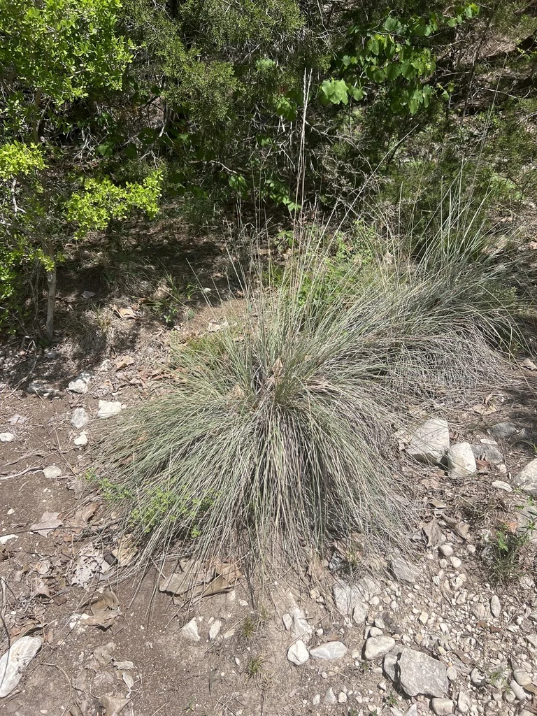 Muhlenbergia Lindheimeri