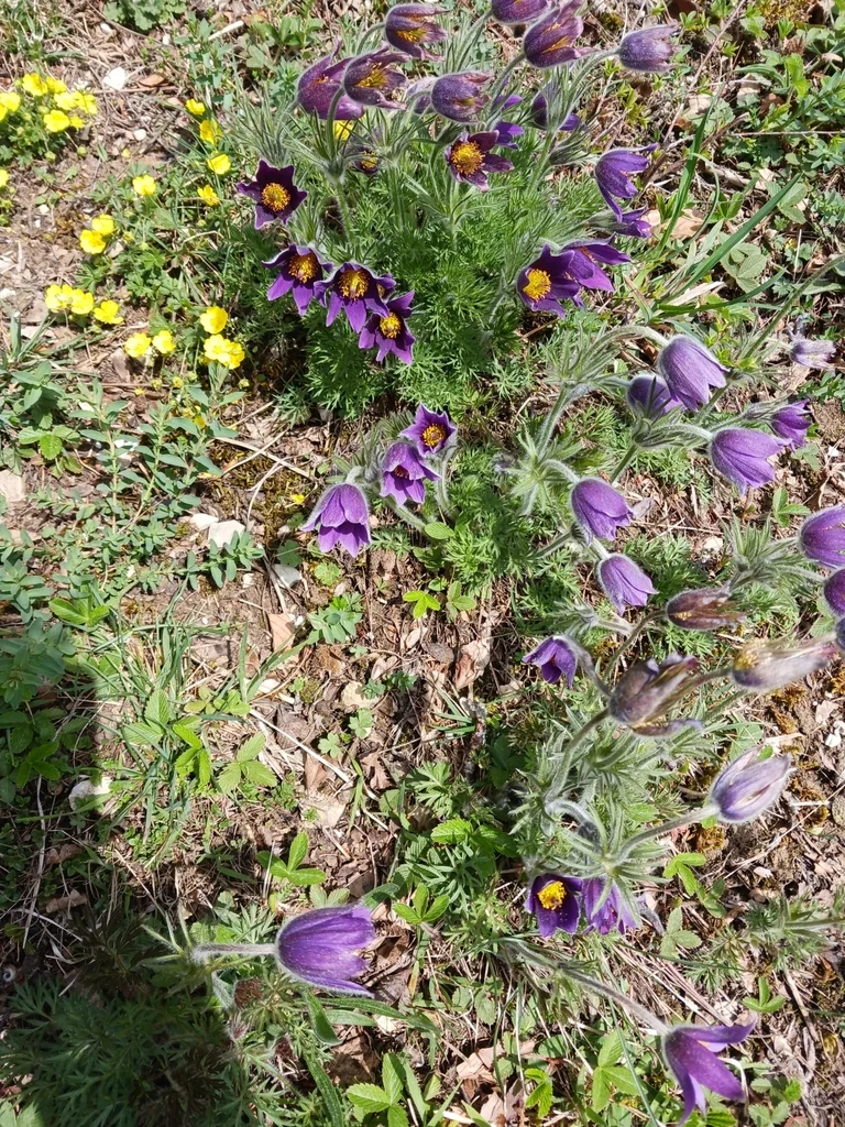 Pulsatilla Vulgaris