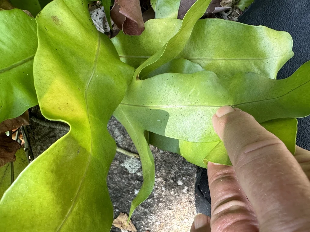 Polypodium Scolopendria