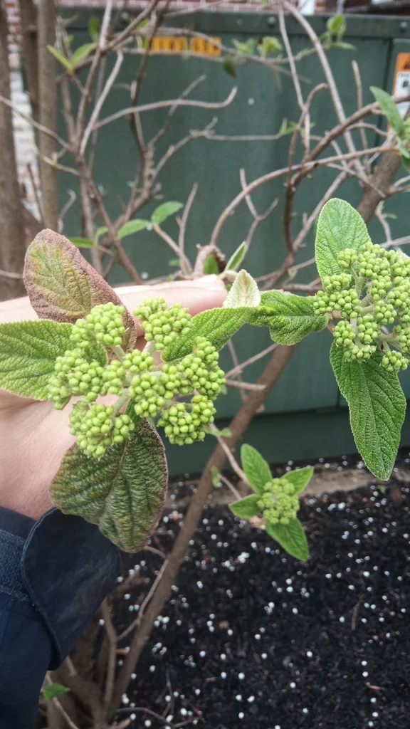 Viburnum Rhytidophyllum