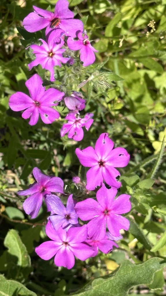 Phlox drummondii