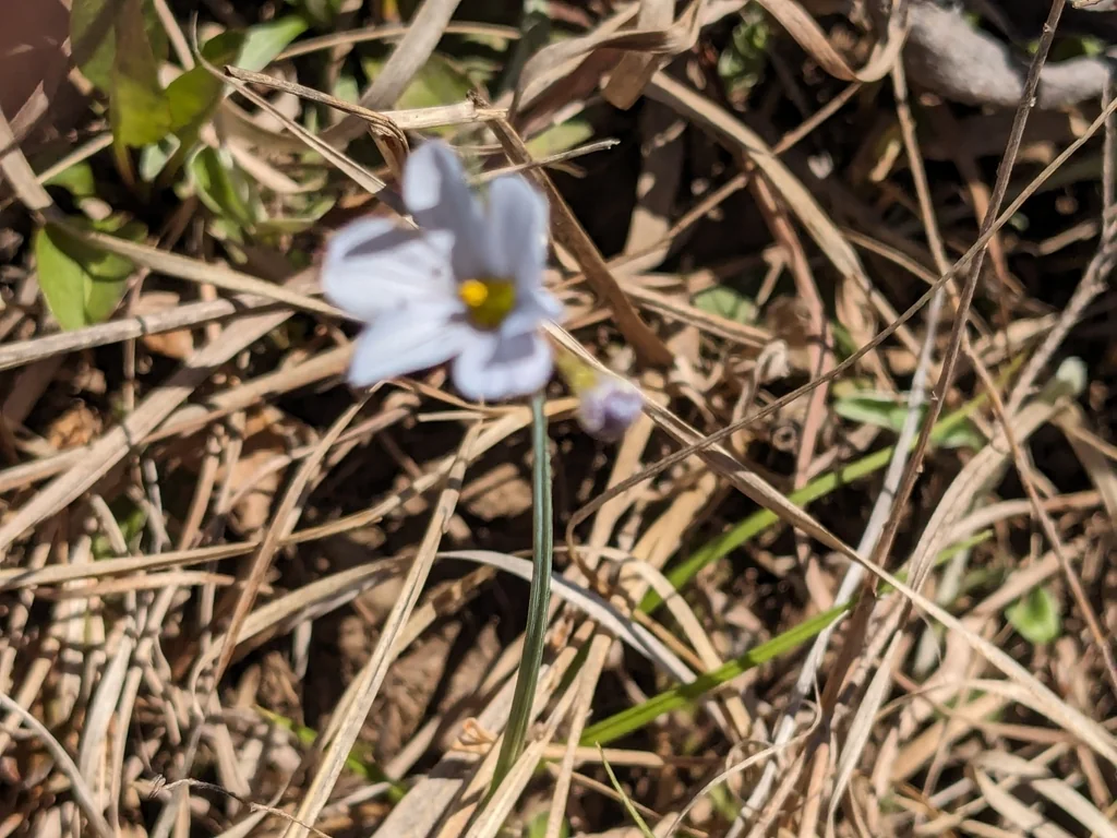 Sisyrinchium Campestre