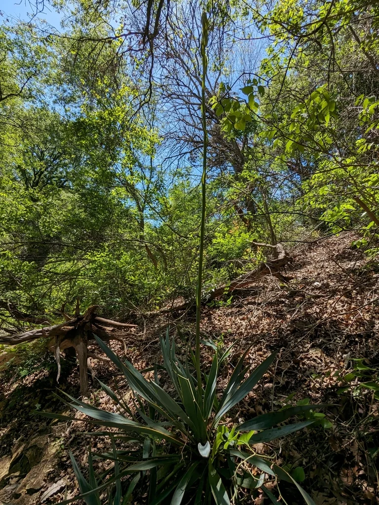Yucca Pallida