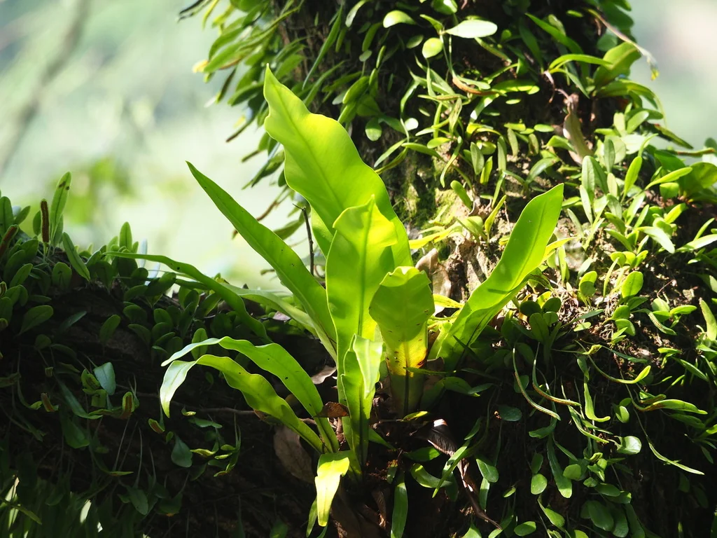 Asplenium Nidus