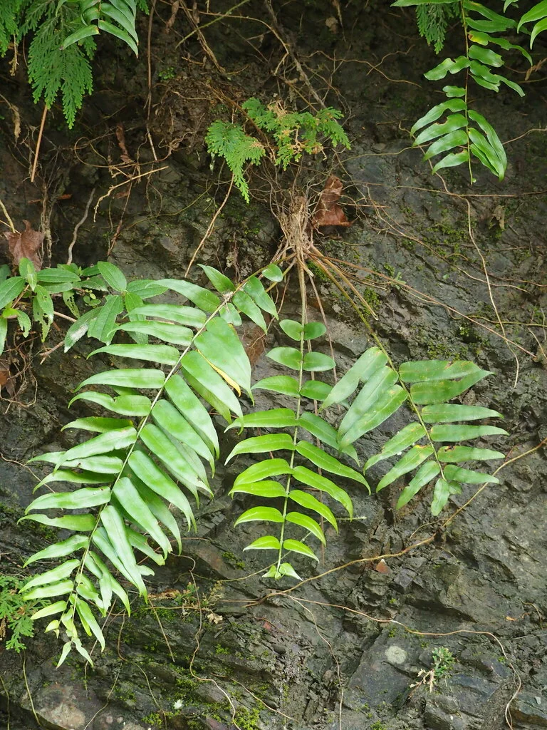 Nephrolepis biserrata