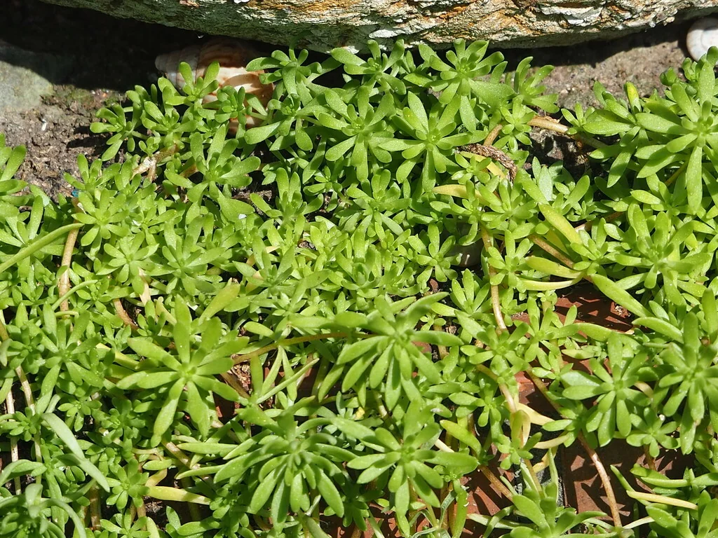 Sedum mexicanum