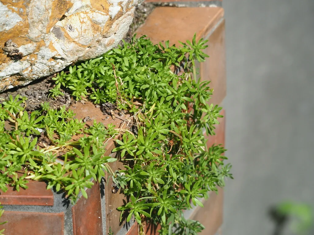 Sedum mexicanum