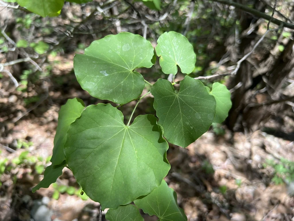 Cercis Canadensis Var. Texensis