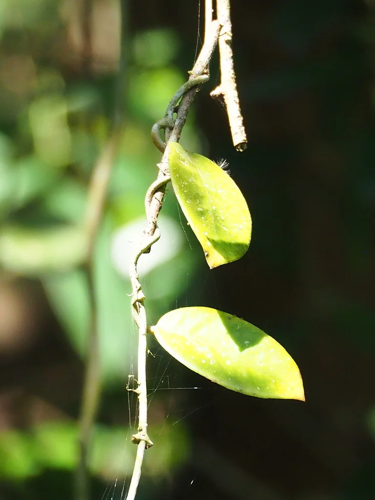 Hoya carnosa