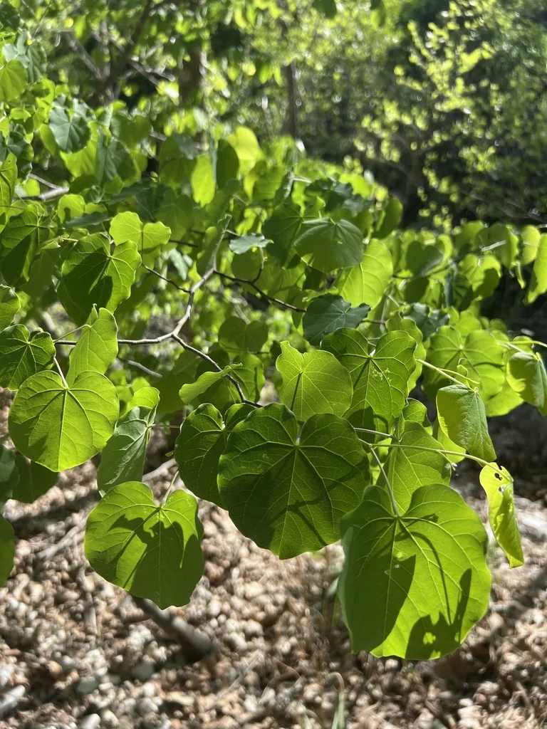 Cercis Canadensis Var. Texensis