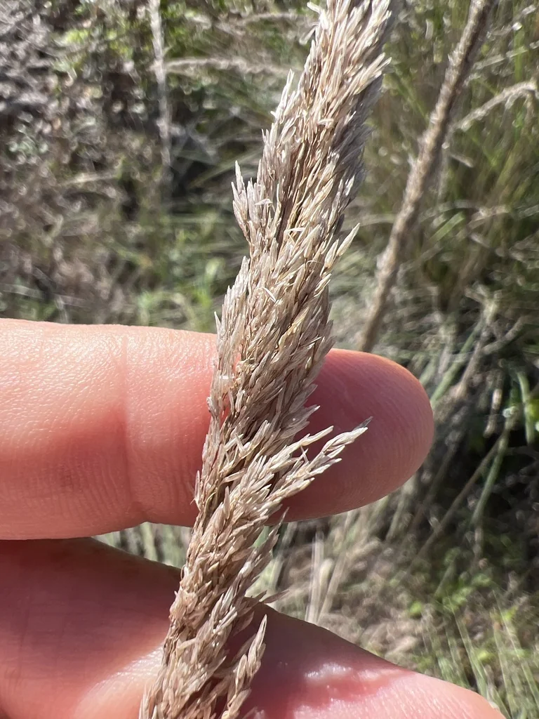 Muhlenbergia Lindheimeri