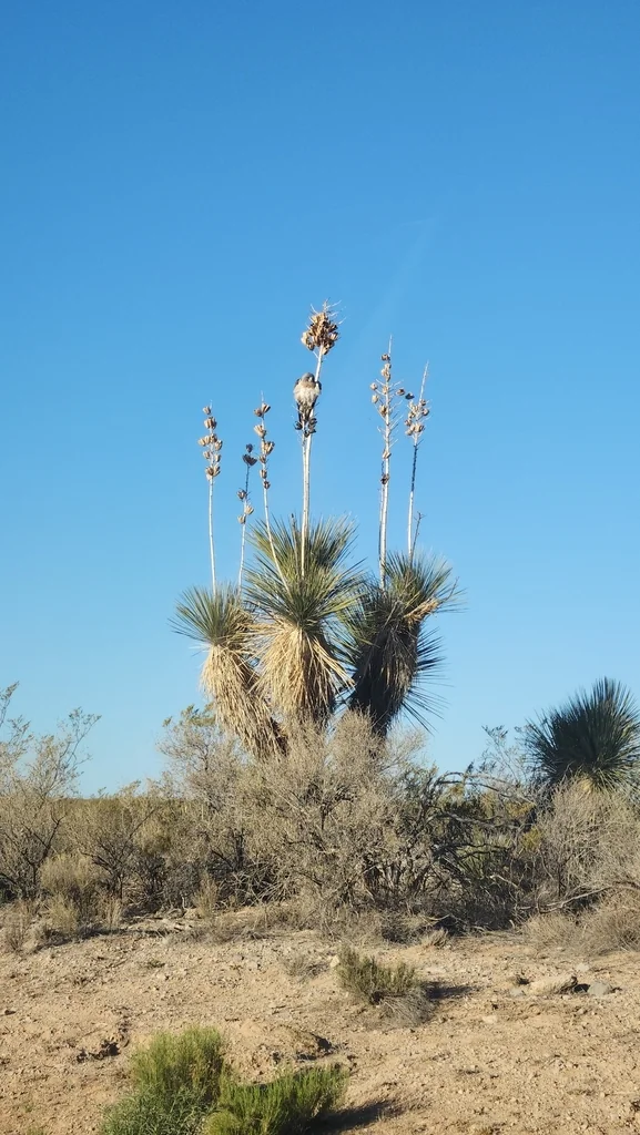 Yucca Elata