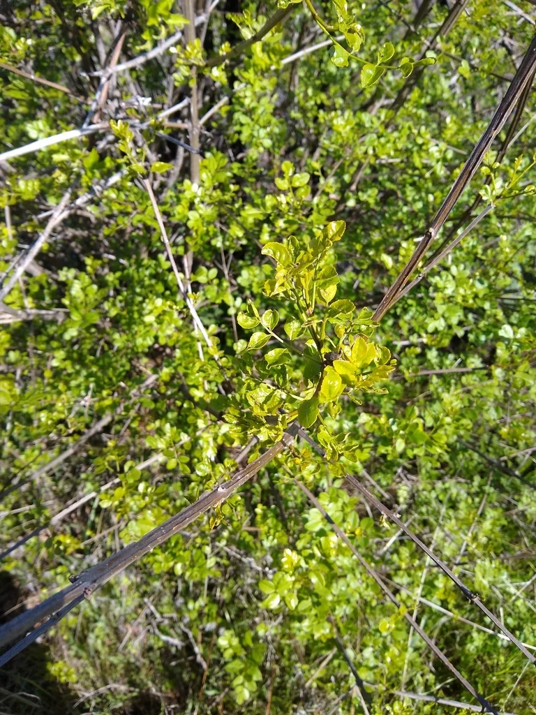 Fraxinus Dipetala