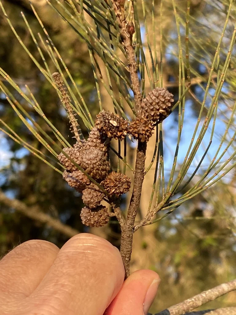 Casuarina Cunninghamiana