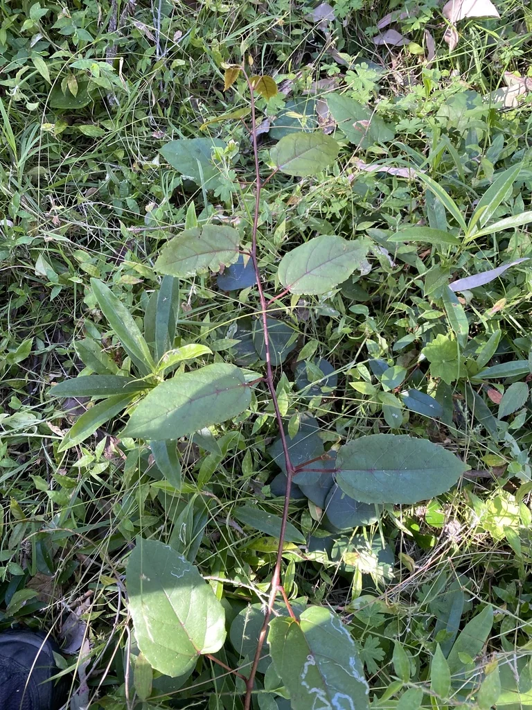 Cissus Antarctica