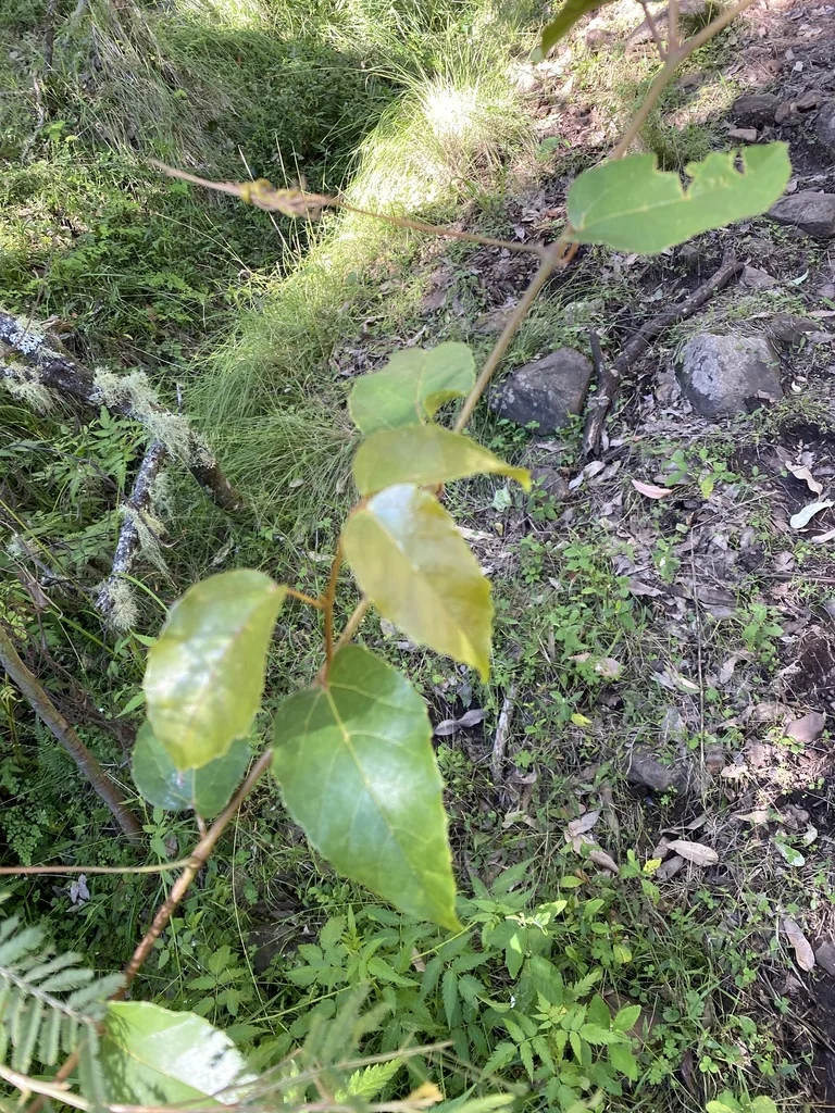 Cissus Antarctica
