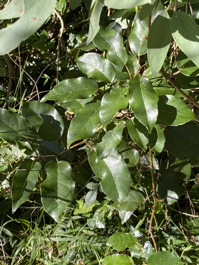 Cissus Antarctica