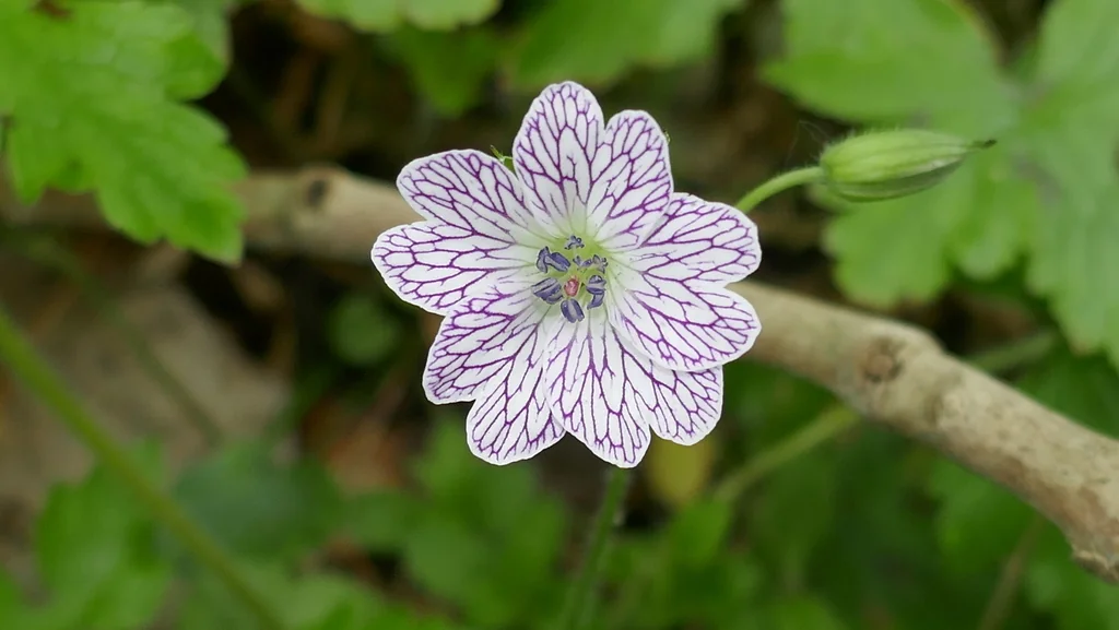 Geranium Versicolor