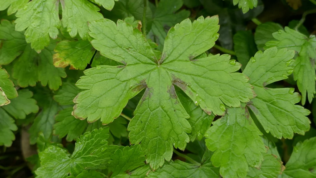 Geranium Versicolor
