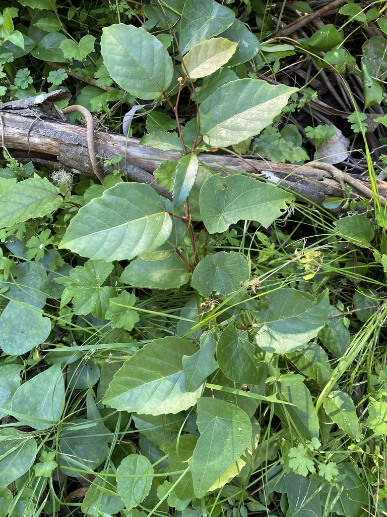 Cissus Antarctica