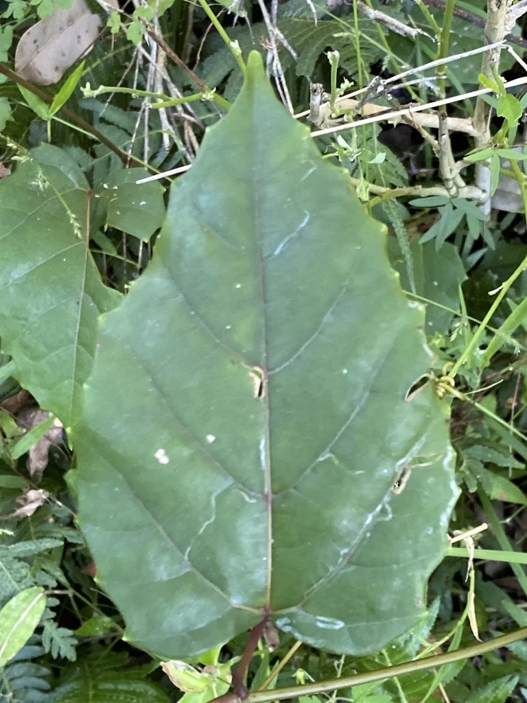 Cissus Antarctica