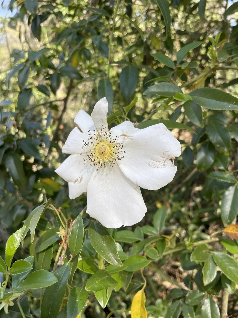 Rosa Laevigata