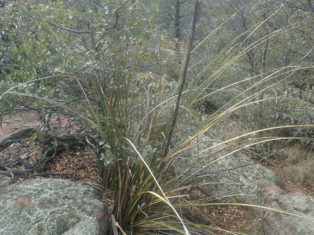 Nolina microcarpa