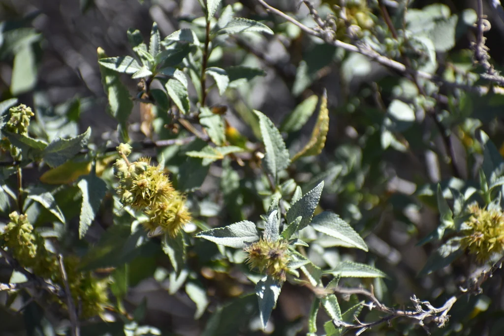 Ambrosia Deltoidea