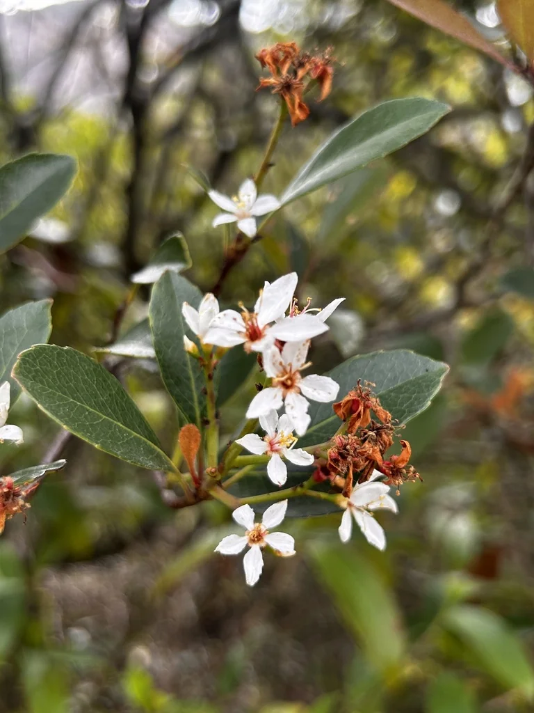 Rhaphiolepis Indica