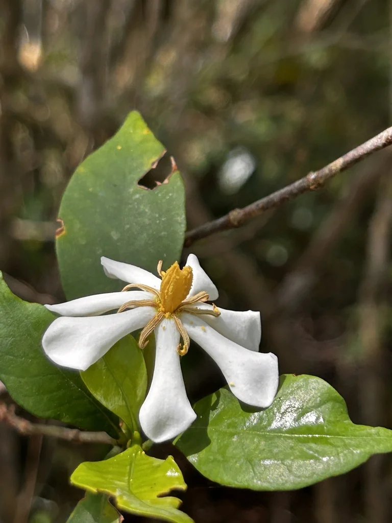 Gardenia Jasminoides