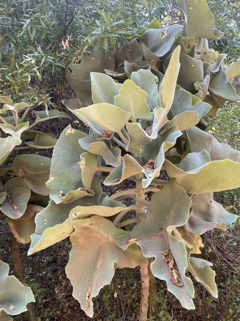 Kalanchoe Beharensis