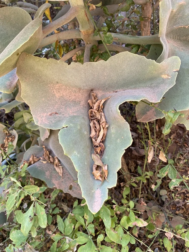 Kalanchoe Beharensis
