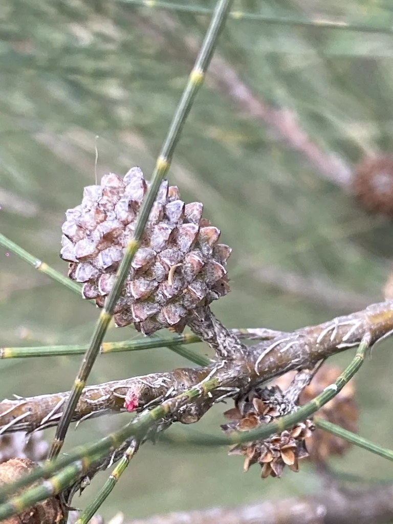 Casuarina Cunninghamiana