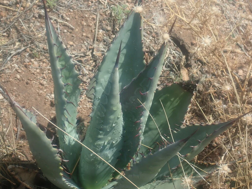 Agave Palmeri