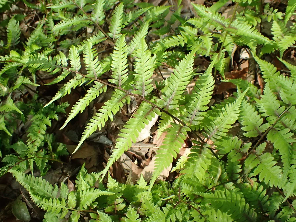 Athyrium Niponicum Var. Pictum