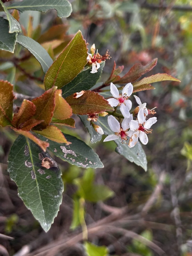 Rhaphiolepis Indica