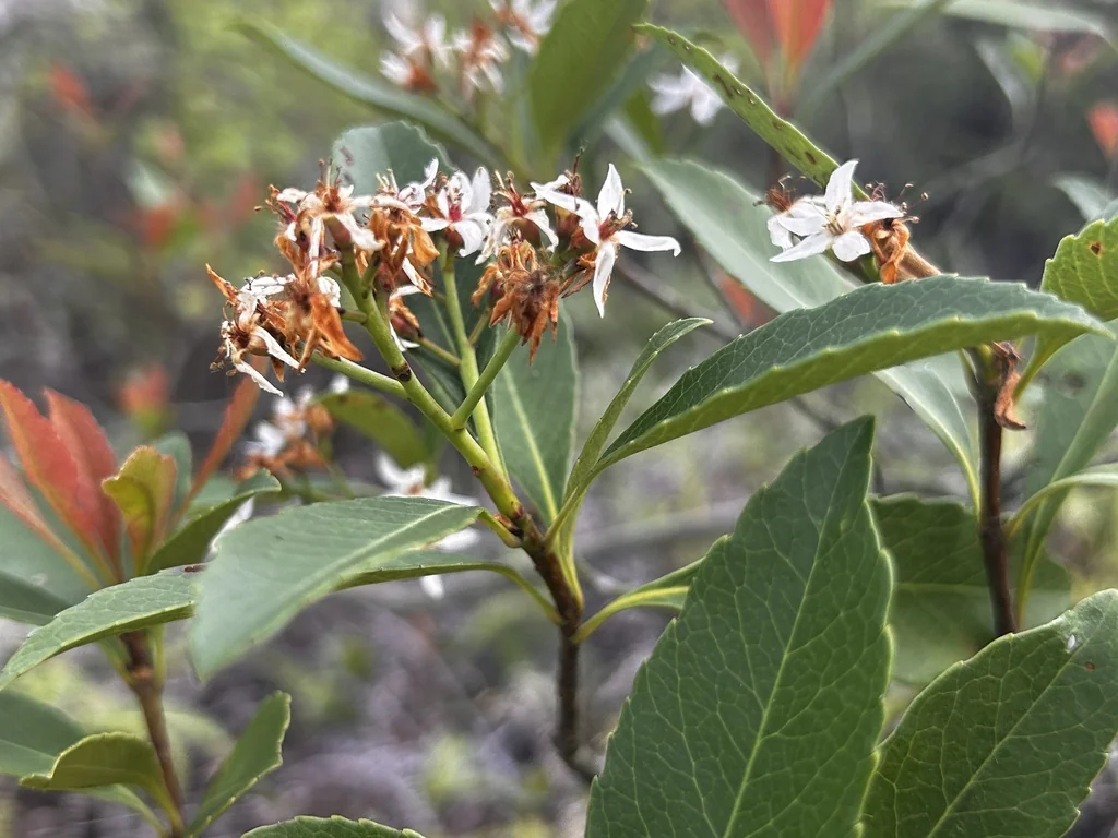 Rhaphiolepis Indica