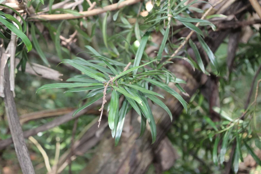 Podocarpus Latifolius